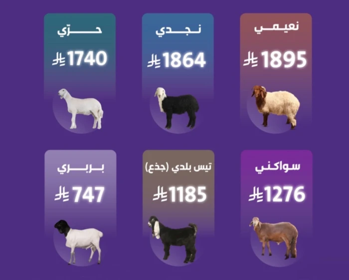 مقارنة أسعار أنواع الاضاحي من سوق الغنم والنعيمي والنجدي في الصدارة والبربري الأرخص بهذا السعر 