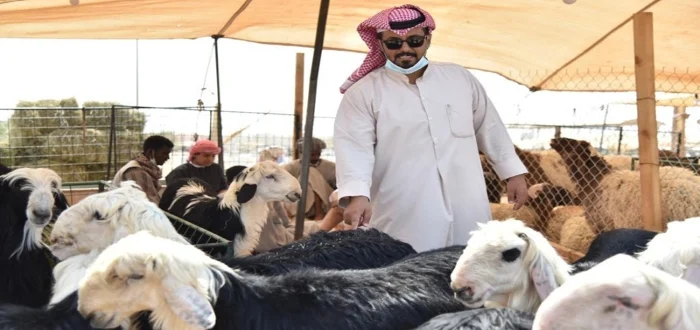 خطوة بخطوة التسجيل في دعم مربي  المواشي في السعودة وكم يعطون دعم لمربي المواشي 1445؟