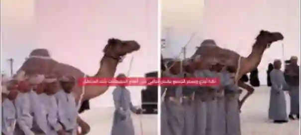 حقيقة فيديو أعجب الملك سلمان لرقص ناقة على نغمات هذه الشيلة 