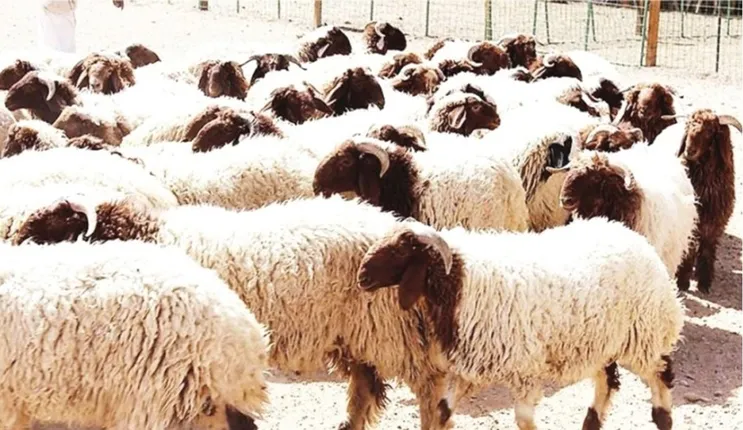 أسعار الغنم والخرفان في الرياض وجدة اليوم تسجل ارتفاع تاريخي قبل أيام من شهر رمضان وهذا أخر سعر وصل له الحري 
