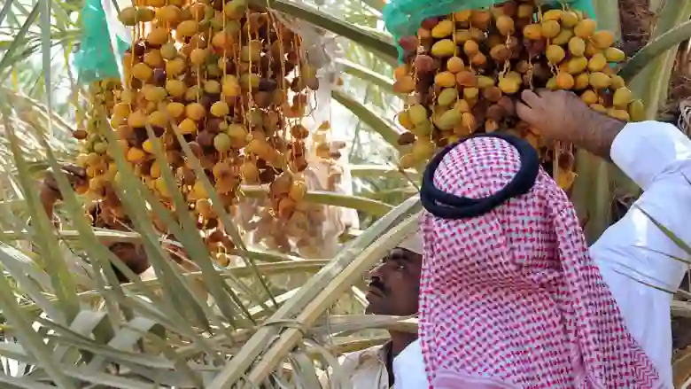 السعودية: الغذاء والدواء تحذر من شراء أو تناول أنواع خطرة من التمور وتوضيح حول طريقة معرفتها 