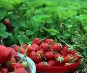 حقيقة سماح السعودية بإعادة فتح استيراد الفراولة المصرية بعد قرار حظر استيرادها 