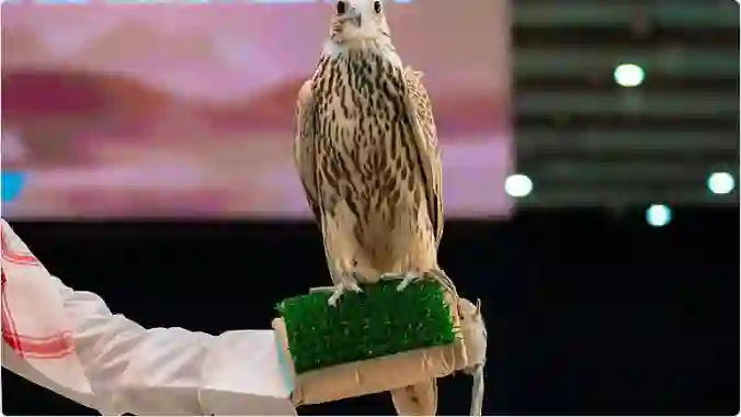 عرض أطلق صقر في السعودية بسعر خيالي يقطع المسافة من شمال المملكة لجنوبها في 8 ساعات فقط 