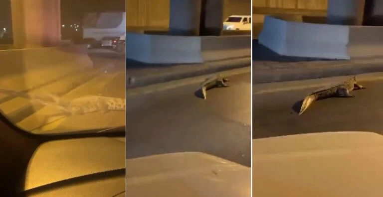 فيديو جديد لتمساح القطيف الضخم يتجول في شوارع المدينة بحرية 