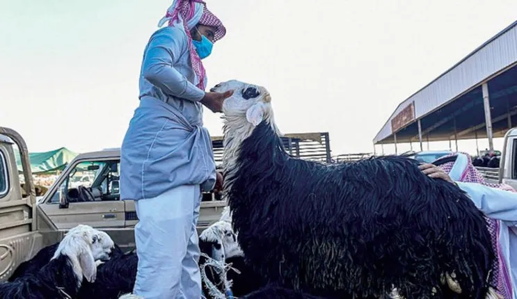 عاجل: النجدي والحري يصلان لأرقام فلكية في ليلة رمضان 1445 وهذا أخر سعر لهم في سوق المواشي اليوم 