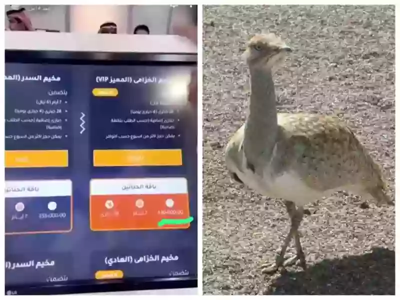 بالفيديو: نصف مليون ريال مقابل الاقامة لمدة 4 أيام في محمية الشمال في مخيم