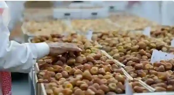 بعد الاحصاء الرسمي .. الكشف عن عدد النخيل في الرياض وأنواع التمور فيها 