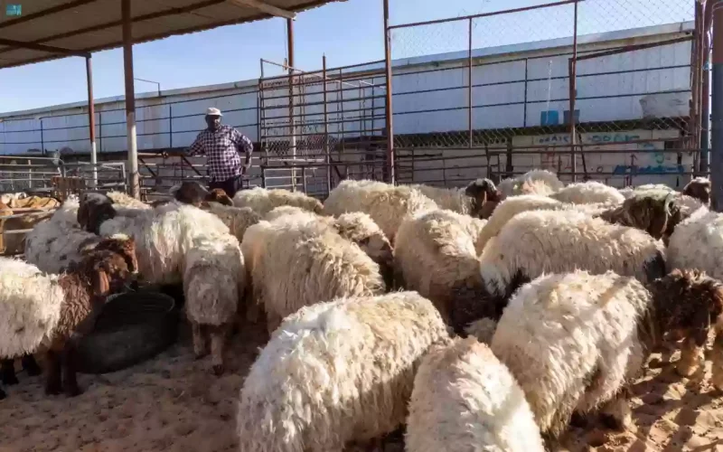 حقيقة صدور قرار من وزارة البيئة بتخفيض أسعار اللحوم في السعودية
