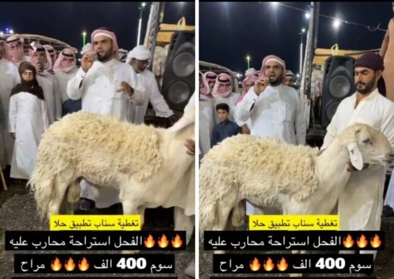 فيديو مزاد بيع خروف في السعودية ينتهي بمفاجأة 