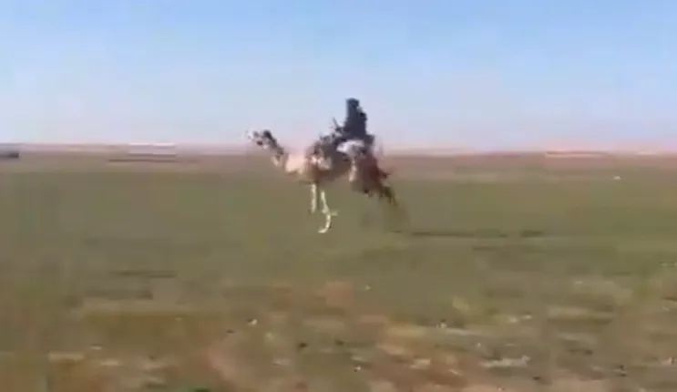 فيديو لشاب سوداني على ظهر ذلول في المراعي الخضراء تجري به بسرعة مذهلة في شمال السعودية يشعل شبكات التواصل في المملكة 
