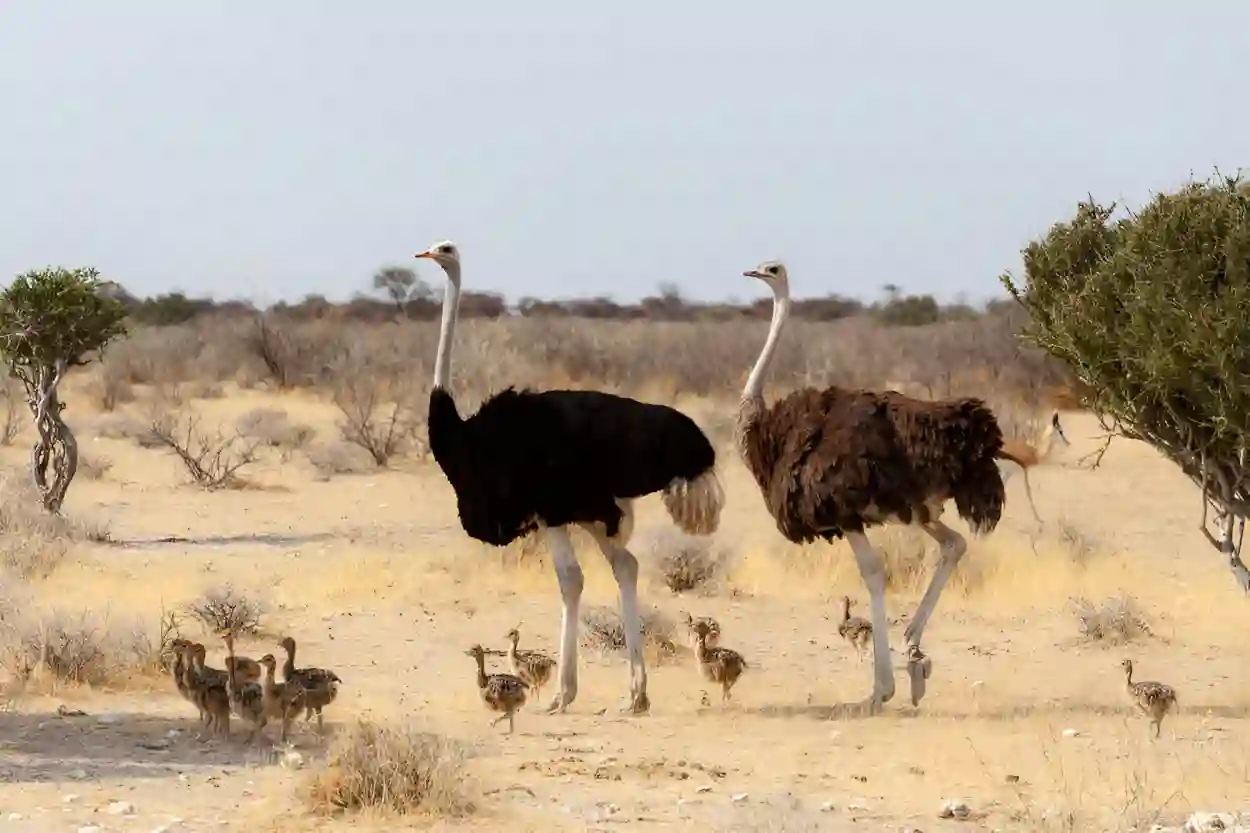 صور لطائر الجمل بعد عودته لسماء السعودية بعد أن كاد ينقرض 