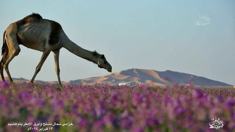 مشاهد مذهلة من صحراء سعودية تحولت الى اللون البنفسجي وخبير يكشف عن السبب وموعد نهاية هذه الظاهرة الطبيعية 