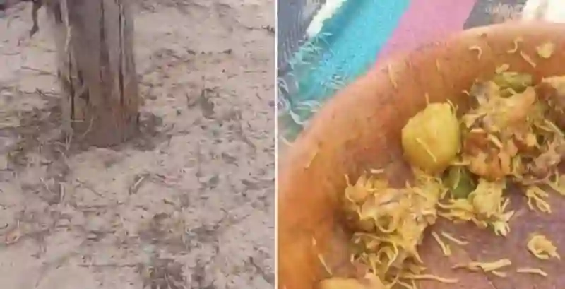 فيديو أفعى كوبرا تتربص بشباب أثناء تناولهم عشاءهم في كشتة في البر 
