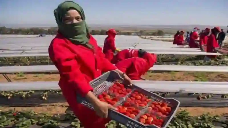 بعد قرار السعودية منع استيراد الفراولة المصرية مصر تعلن عن هذا الموقف الجديد 