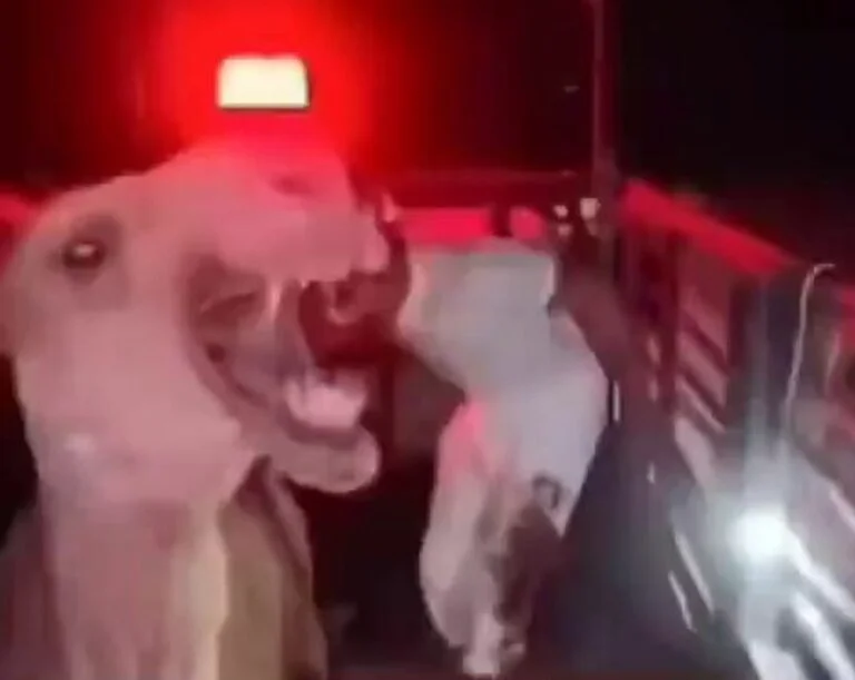 فيديو جمل هايج يهاجم شاب ويصيبه في منطقة حساسه 