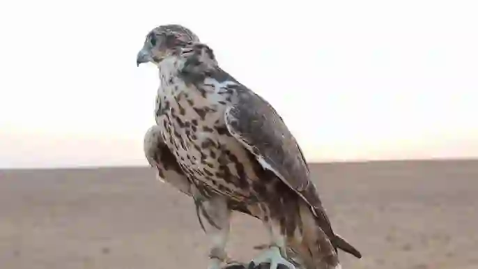 الحياة الفطرية تعلن انطلاق موسم الصيد في السعودية وتحدد ضوابط الصيد ومناطق الصيد في المملكة 