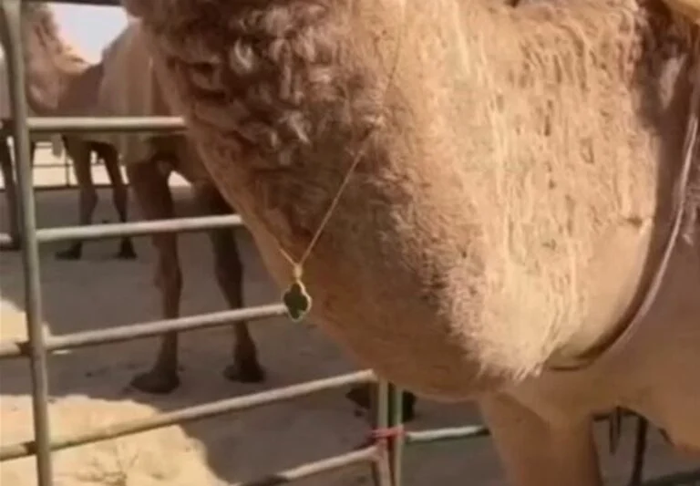 فيديو جديد للناقة التي تملك اغلى مجوهرات في السعودية
